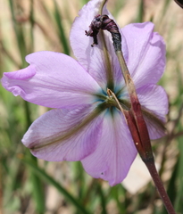 Aristea cantharophila