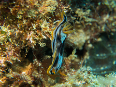 Chromodoris