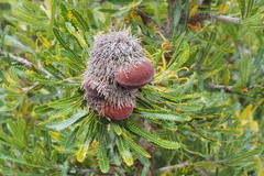 Banksia aemula