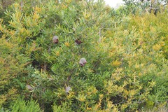 Banksia aemula