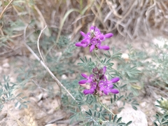 Dalea pogonathera