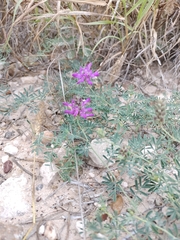 Dalea pogonathera