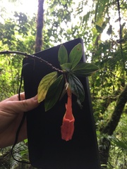 Columnea