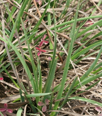Aristea cantharophila