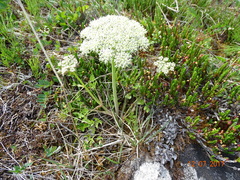 Magadania olaensis