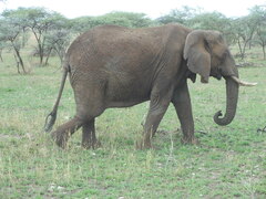 Loxodonta africana