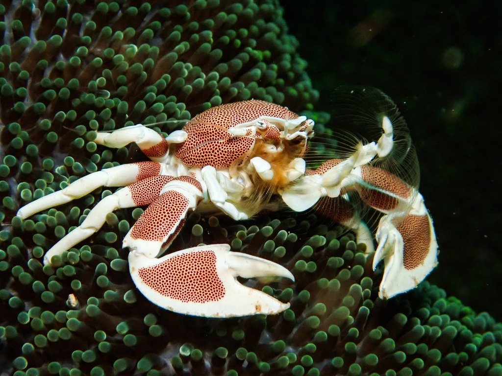 Photo of Porcelain anemone crab (Neopetrolisthes maculatus)