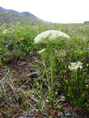 Magadania olaensis