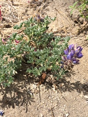 Lupinus breweri