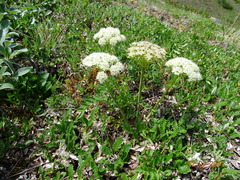 Magadania olaensis