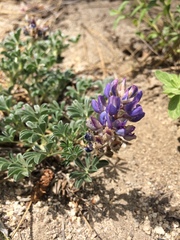 Lupinus breweri
