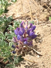 Lupinus breweri