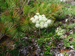Magadania olaensis