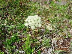 Magadania olaensis