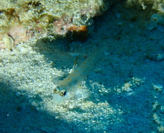 Fusigobius melacron