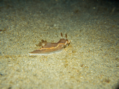 Glossodoris rufomarginata
