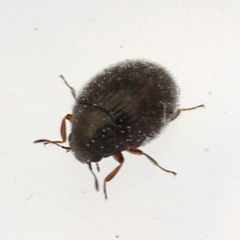 Simplocaria semistriata