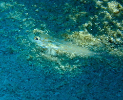 Fusigobius melacron