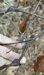 Zapatella quercusphellos