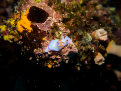 Hypselodoris
