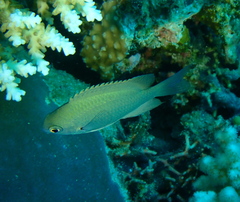 Pomacentrus callainus