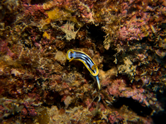 Chromodoris