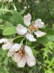 Malus ioensis