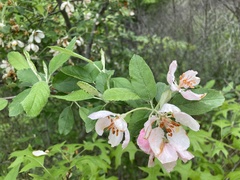 Malus ioensis
