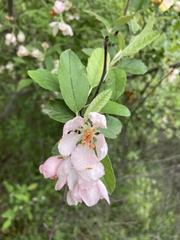 Malus ioensis