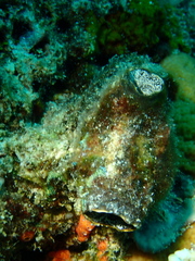 Stolidobranchia