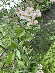 Malus ioensis