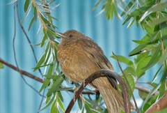 Turdus grayi