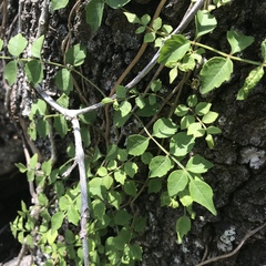 Campsis radicans image