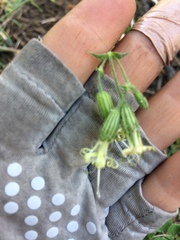 Silene lemmonii