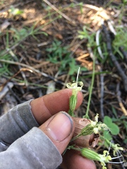 Silene lemmonii
