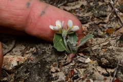 Nerisyrenia camporum
