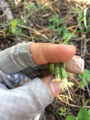 Silene lemmonii