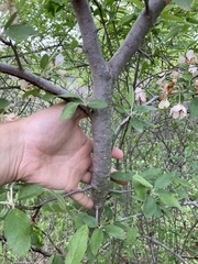 Malus ioensis