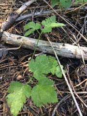 Osmorhiza occidentalis