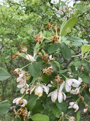Malus ioensis