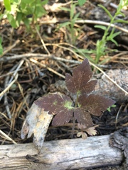 Osmorhiza occidentalis
