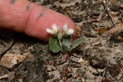 Nerisyrenia camporum