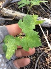 Osmorhiza occidentalis