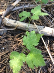 Osmorhiza occidentalis