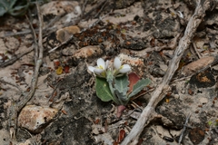 Nerisyrenia camporum