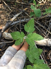 Osmorhiza occidentalis