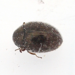 Simplocaria semistriata