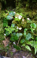 Begonia cucullata