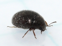 Simplocaria semistriata