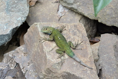 Sceloporus malachiticus